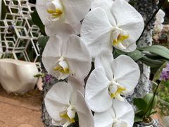 -花之城