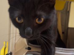 -安安宠医宠物医院·异宠·犬猫内科(岳阳分院)