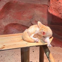 -Zoolung Zoolung动物主题公园(海信广场店)