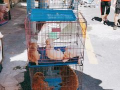 -清平路水族市场