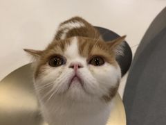 -飞行喵MR PILOT|猫舍·猫咖(静安大融城店)