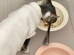 -Bastet sally猫舍购宠(静安店)