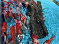 -绿色星球动物主题公园