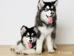 -翊宠yipet猫狗购宠庄园犬舍•猫舍