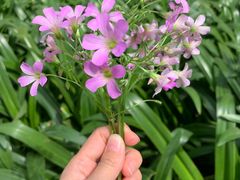 -荔香公园