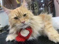 -车接车送·寄养洗护·德文猫舍(大宁店)