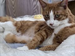 -四月宠物医院·猫专科·心脏专科·内科(转塘店)