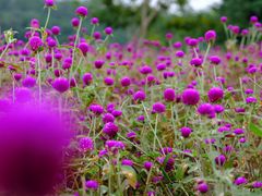 -东莞植物园