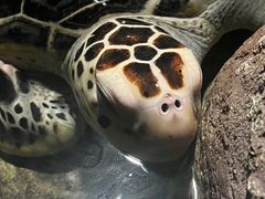-大连圣亚海洋世界