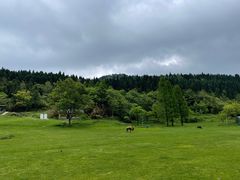 -武陵山森林公园