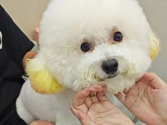 -安安宠医宠物医院·异宠·犬猫内科(岳阳分院)