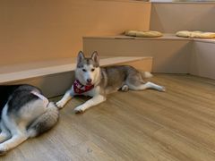-Husky Go! 哈士奇体验馆·宠物咖啡厅狗咖