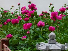 -苏州文庙(姑苏区)
