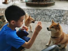 -柴犬高等学院·狗咖·柴犬售卖·宠物训练