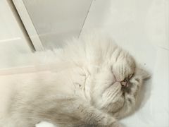 -三花喵·撸猫购宠·宠物生活馆(虹桥南丰城店)