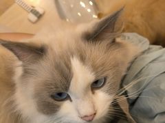 -猫咪派对(江南西店)