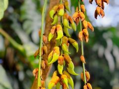 -中国科学院华南植物园