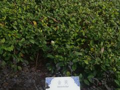 -纪念孙中山市政公园