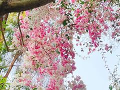 -深圳国际园林花卉博览园