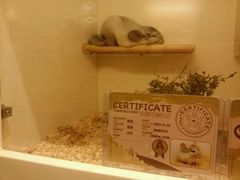 -龙猫仔乐园(惠福东路店)