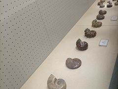 -辽宁古生物博物馆