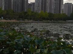 -新江湾城公园