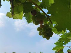 -北京张裕爱斐堡酒庄