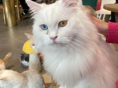 -飞行喵MR PILOT|猫舍·猫咖(静安大融城店)