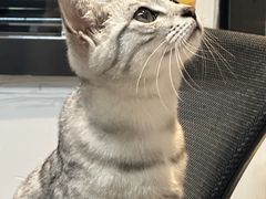 -御宝贝·A梦猫科宠物医院(国际猫友好医院)