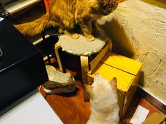 -猫小院猫主题咖啡厅(北锣店)