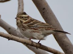 -鸿运楼烤鸭店(天桥店)