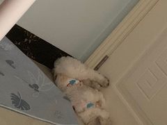 -瑞派旺宝宠物医院·犬猫全科综合·尿道专科(莲兴院)