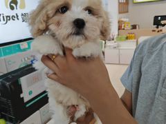 -翊宠yipet猫狗购宠庄园犬舍•猫舍