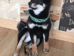 -柴犬小屋·柴餐厅·狗咖食堂(金鼎广场店)