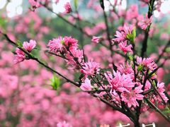 -重庆彩云湖湿地公园