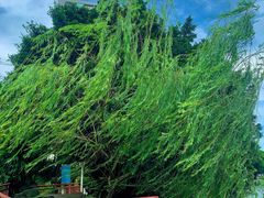 -荔湾湖公园