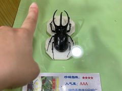 -上海大自然野生昆虫馆(东方明珠·爬宠昆虫探索中心)