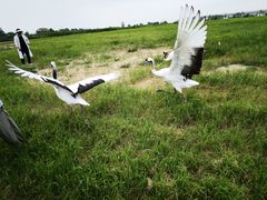 -盐城丹顶鹤湿地生态旅游区