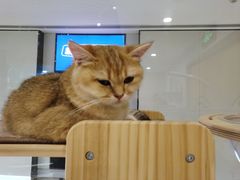 -momokira米努特·德文卷毛猫·棉花面纱犬