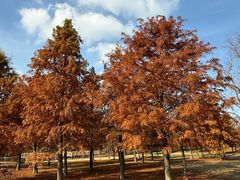 -黄海国家森林公园