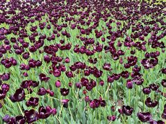 -玄武湖景区-情侣园游乐场