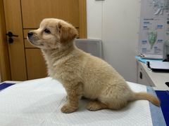 -博特宠物医院24h犬猫全科.骨科·异宠