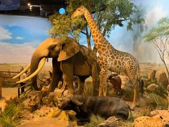 -陕西自然博物馆