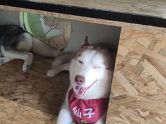 -Husky Go! 哈士奇体验馆·宠物咖啡厅狗咖