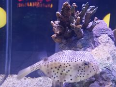 -太平洋海底世界