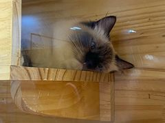 -PETKIT小佩宠物(昭化店)