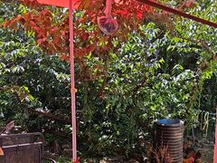 -老袁家蜜桃农场·阳山水蜜桃