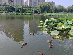 -前关湿地公园