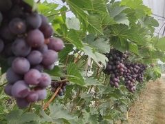 -南门山森林公园阳光生态葡萄园