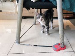 -长沙纹身·龙堂刺青·三土师傅的店